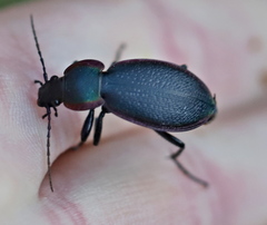 Carabus stscheglowi