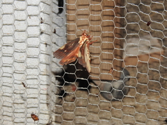 Citheronia beledonon