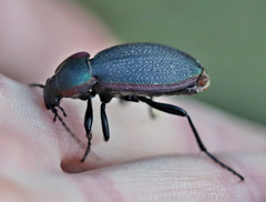 Carabus stscheglowi