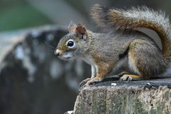 Tamiasciurus hudsonicus