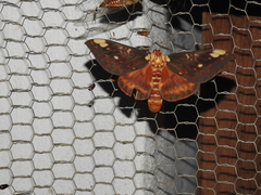 Citheronia beledonon