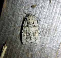 Acronicta ovata