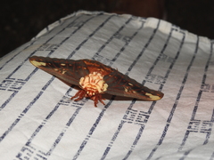 Citheronia beledonon