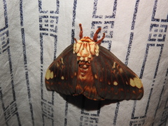 Citheronia beledonon