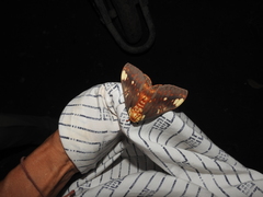 Citheronia beledonon