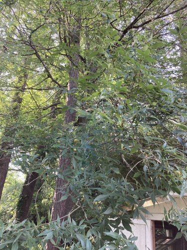Carya glabra image