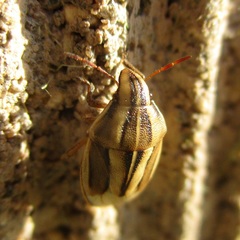 Aelia americana
