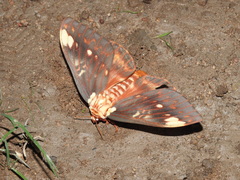 Citheronia beledonon