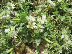 Paronychia macrosepala