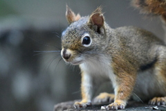 Tamiasciurus hudsonicus