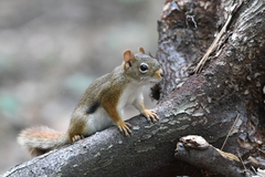 Tamiasciurus hudsonicus