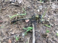 Arigomphus