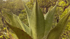 Agave gentryi