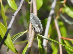 Poecilonota salixi