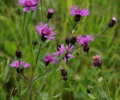 Centaurea nigrescens transalpina