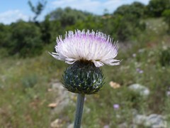 Tyrimnus leucographus