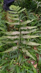Diplazium mettenianum