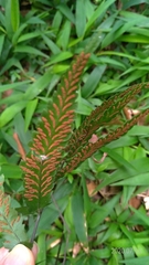 Diplazium mettenianum