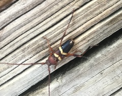 Aethecerinus wilsonii