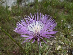 Galactites tomentosus