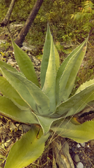 Agave gentryi