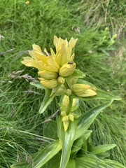 Gentiana burseri