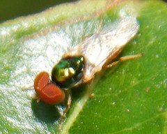 Microchrysa flaviventris