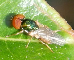 Microchrysa flaviventris