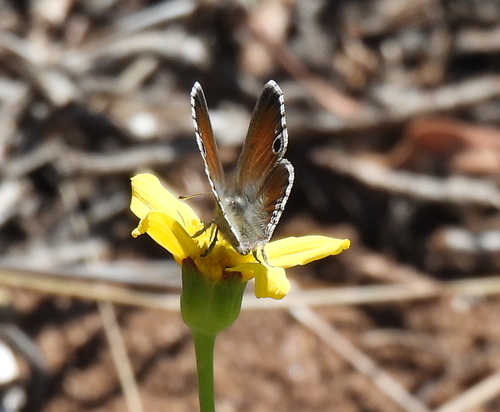 Cape Black-eye photo 3