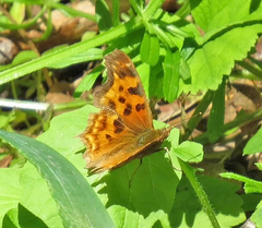 Polygonia satyrus