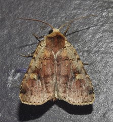 Diarsia jucunda