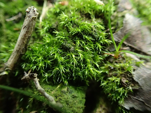 Representative image of Dicranellaceae