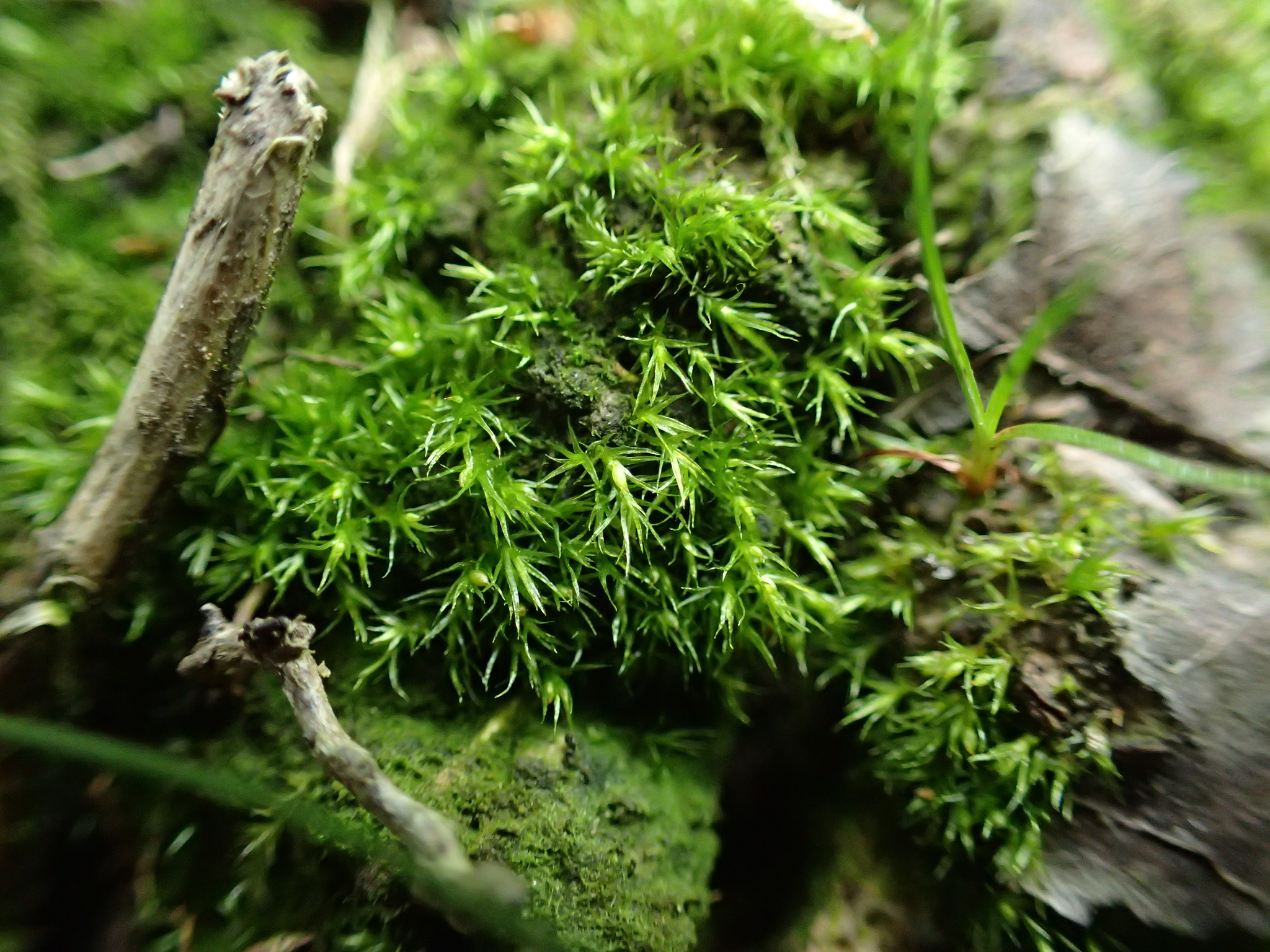 Dicranellaceae
