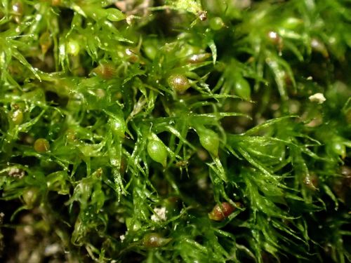 Image of Pseudephemerum nitidum by (c) George Greiff, some rights reserved (CC BY)