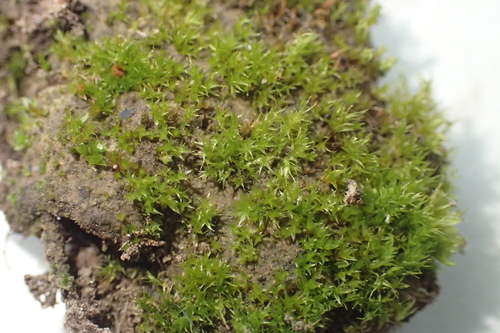 Image of Rhizogemma staphylina by (c) George Greiff, some rights reserved (CC BY)