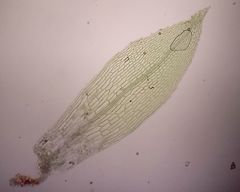 Physcomitrium patens