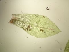 Physcomitrium patens