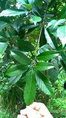 Quercus stenophylloides