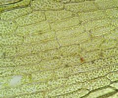 Physcomitrium patens