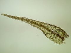 Dicranella staphylina