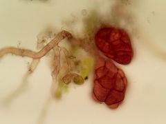 Dicranella staphylina