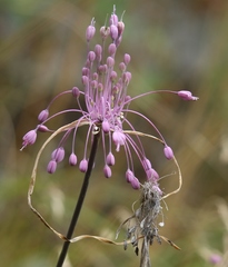 Allium carinatum pulchellum