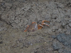 Chasmagnathus convexus