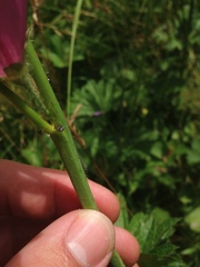 Sidalcea hirtipes