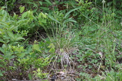 Piptatheropsis pungens