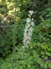 Actaea podocarpa