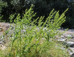 Rumex rossicus