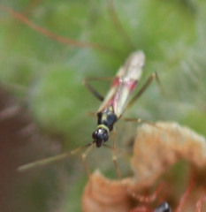 Tupiocoris californicus