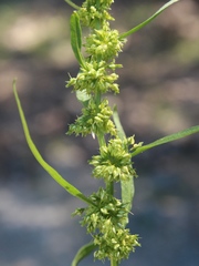 Rumex rossicus