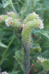 Phacelia malvifolia